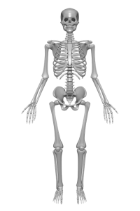 human-skeleton-1158318_960_720